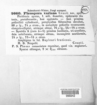 Pleospora varians image